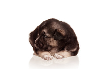 Image showing Cute puppy