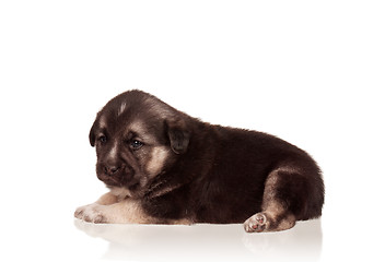 Image showing Cute puppy