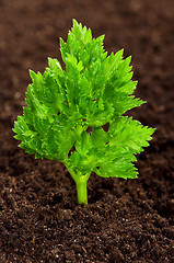 Image showing Green seedling