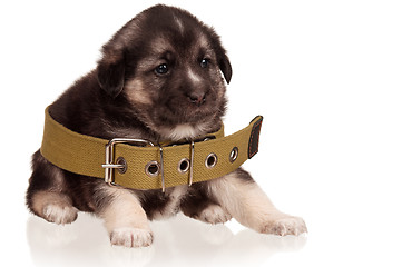 Image showing Cute puppy