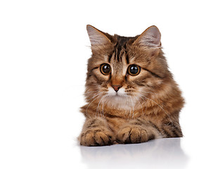 Image showing Cute cat