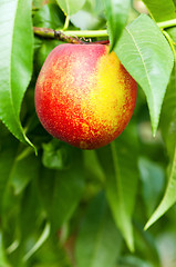 Image showing Ripe peaches