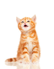 Image showing Red kitten