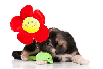 Image showing Cute puppy