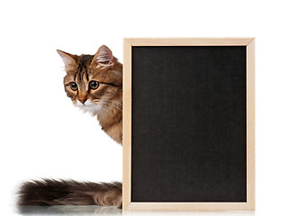 Image showing Cat with blackboard