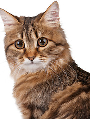 Image showing Portrait of cat