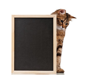 Image showing Cat with blackboard