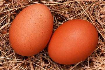 Image showing Eggs in nest