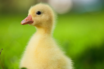 Image showing Domestic gosling