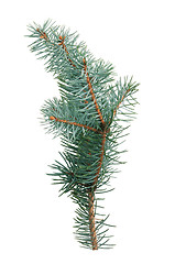 Image showing Fir branch