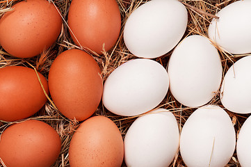 Image showing Eggs in nest