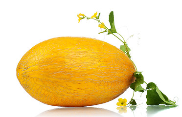 Image showing Cantaloupe melon