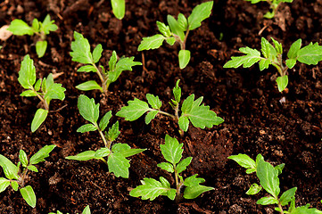 Image showing Green seedling