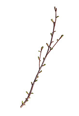 Image showing Branch of tree