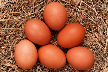 Image showing Eggs in nest