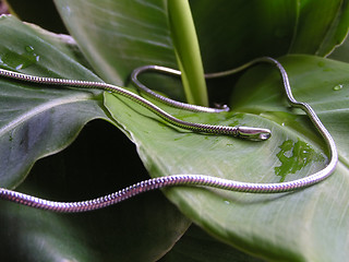 Image showing precious snake