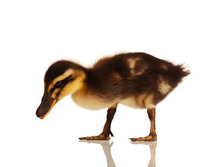 Image showing Domestic duckling