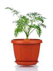 Image showing Carrot in plastic pot