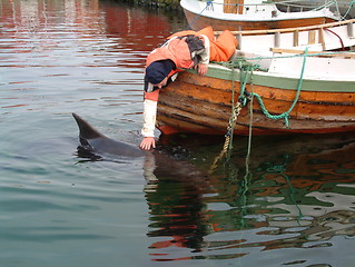 Image showing Pet a dolphin