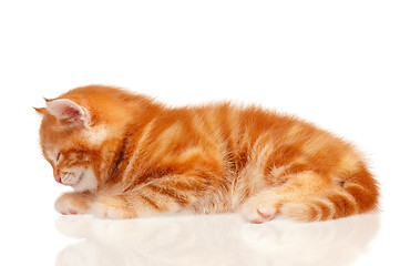 Image showing Red kitten