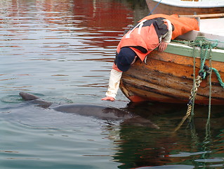 Image showing Pet a dolphin 2