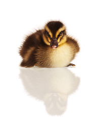 Image showing Domestic duckling