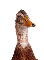 Image showing Domestic duck