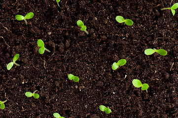 Image showing Green seedling