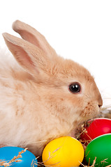 Image showing Rabbit with Easter eggs