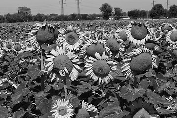 Image showing Sunflowers Meadow in Tuscany