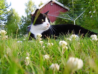 Image showing Cat in the gras