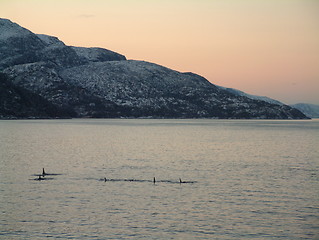 Image showing Killer whales in Norway