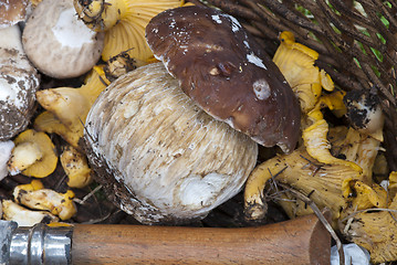 Image showing Mushrooms Basket, Italy