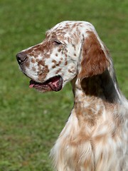 Image showing Portrait of an English Setter 