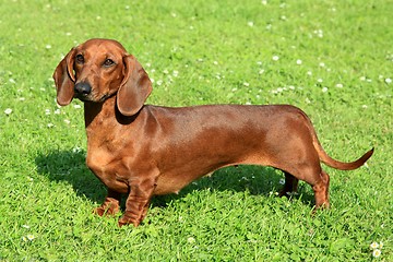 Image showing Standard smooth-haired dachshund 