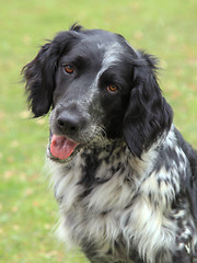 Image showing Small Munsterlander dog 