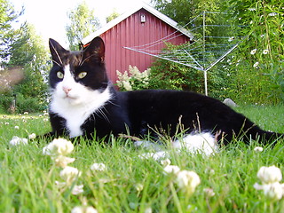 Image showing Cat in the gras