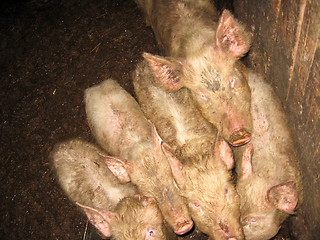 Image showing a lot of pigs on a farm