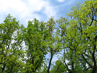 Image showing Fragment of the blue sky among branches