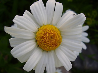Image showing White Flower