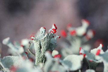 Image showing Cladonia borealis macro