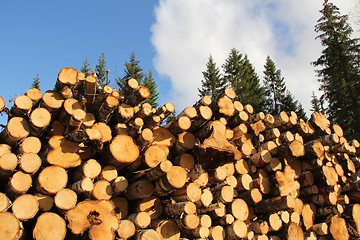 Image showing Wood Fuel in Spruce Forest