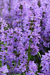 Image showing Purple Hyssop Flowers (Hyssopus officinalis)