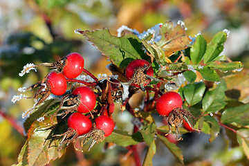 Image showing Rose Hips in Winter