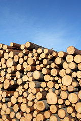 Image showing Stack of Wood and Blue Sky