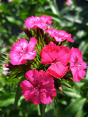 Image showing The flower of red carnation