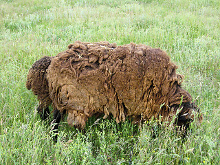 Image showing Sheeps grazing on a grass