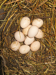 Image showing Nest of the hen with many eggs