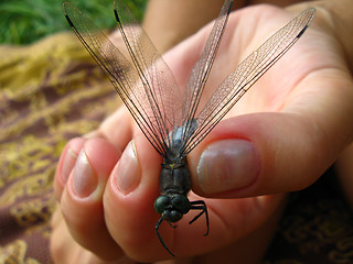 Image showing dragonfly in the hand
