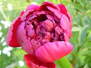 Image showing Flower and a litle ant